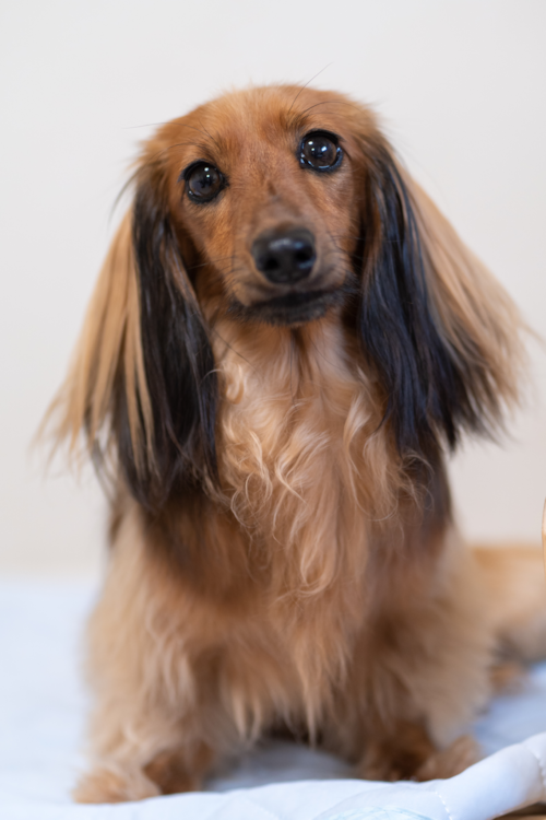 brown dachshund with long hair